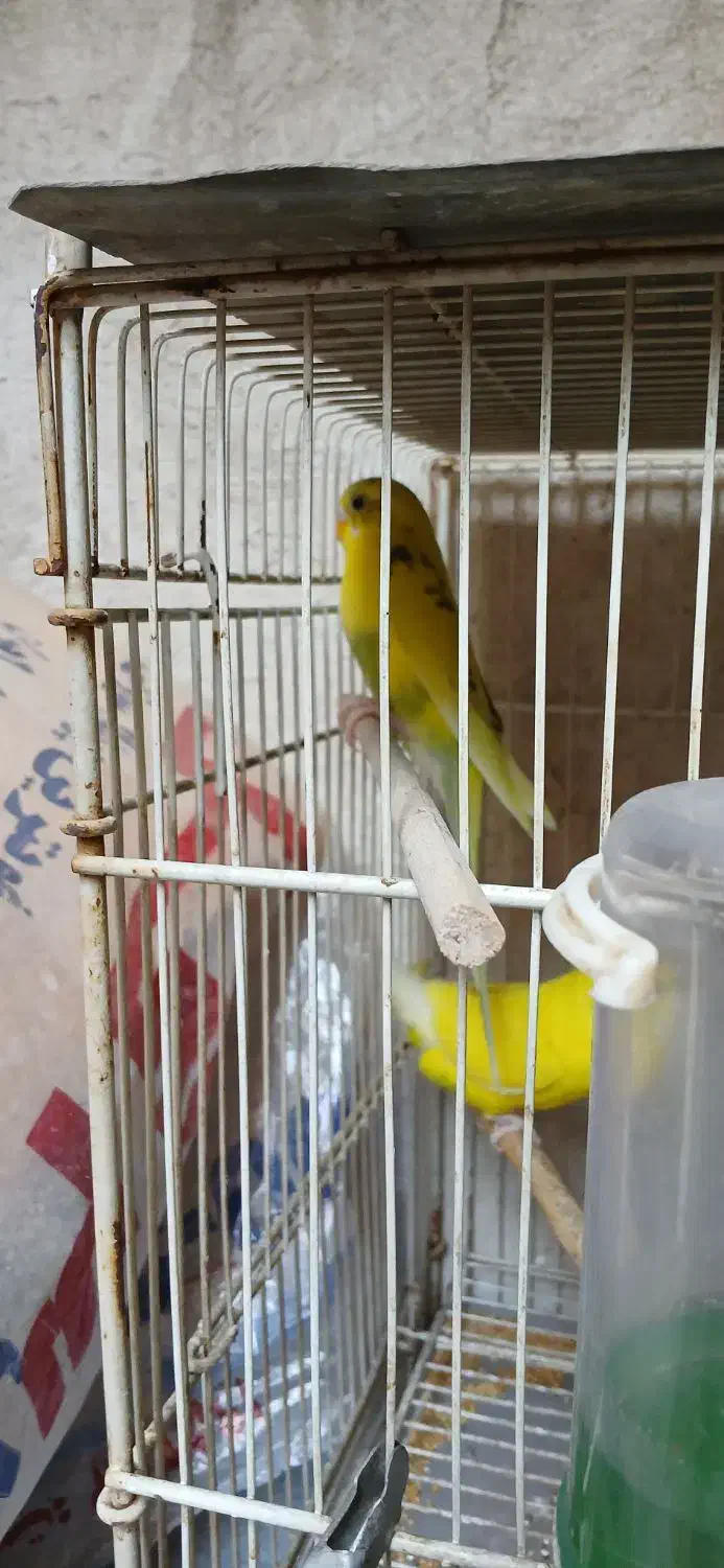 جوجه مرغ عشق|پرنده|تهران, هفت چنار|دیوار