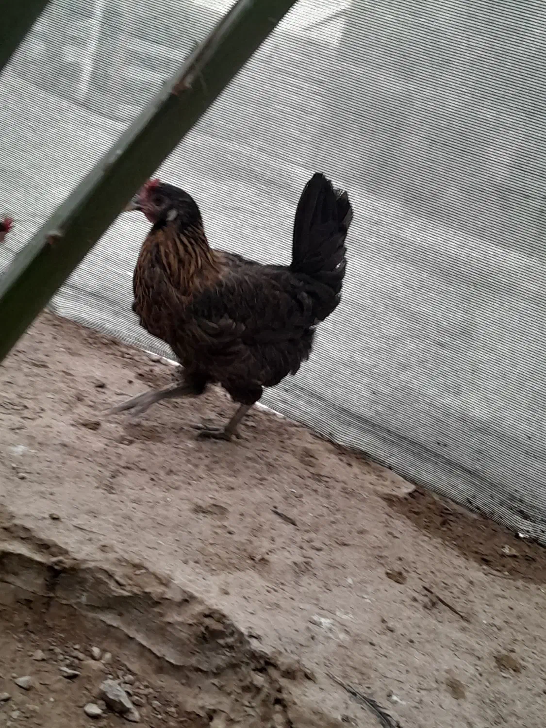 مرغ محلی اصل۵۵۰|حیوانات مزرعه|بندر دیر, |دیوار