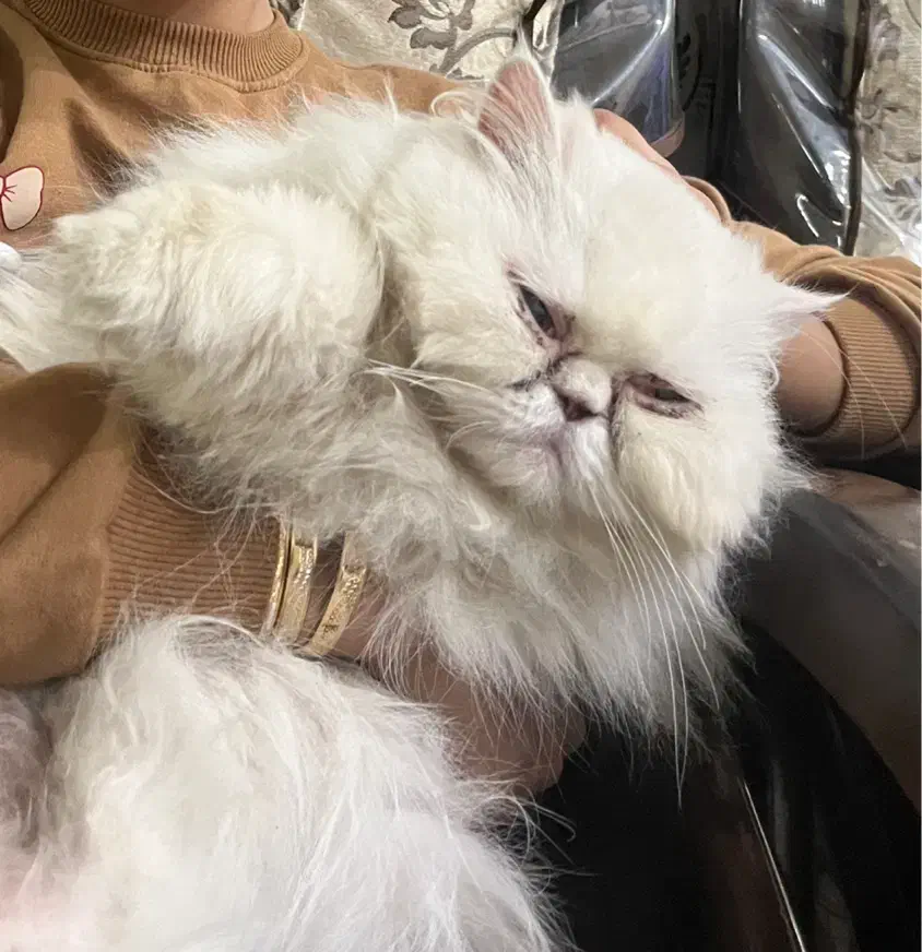 گربه پرشین|گربه|یزد, |دیوار