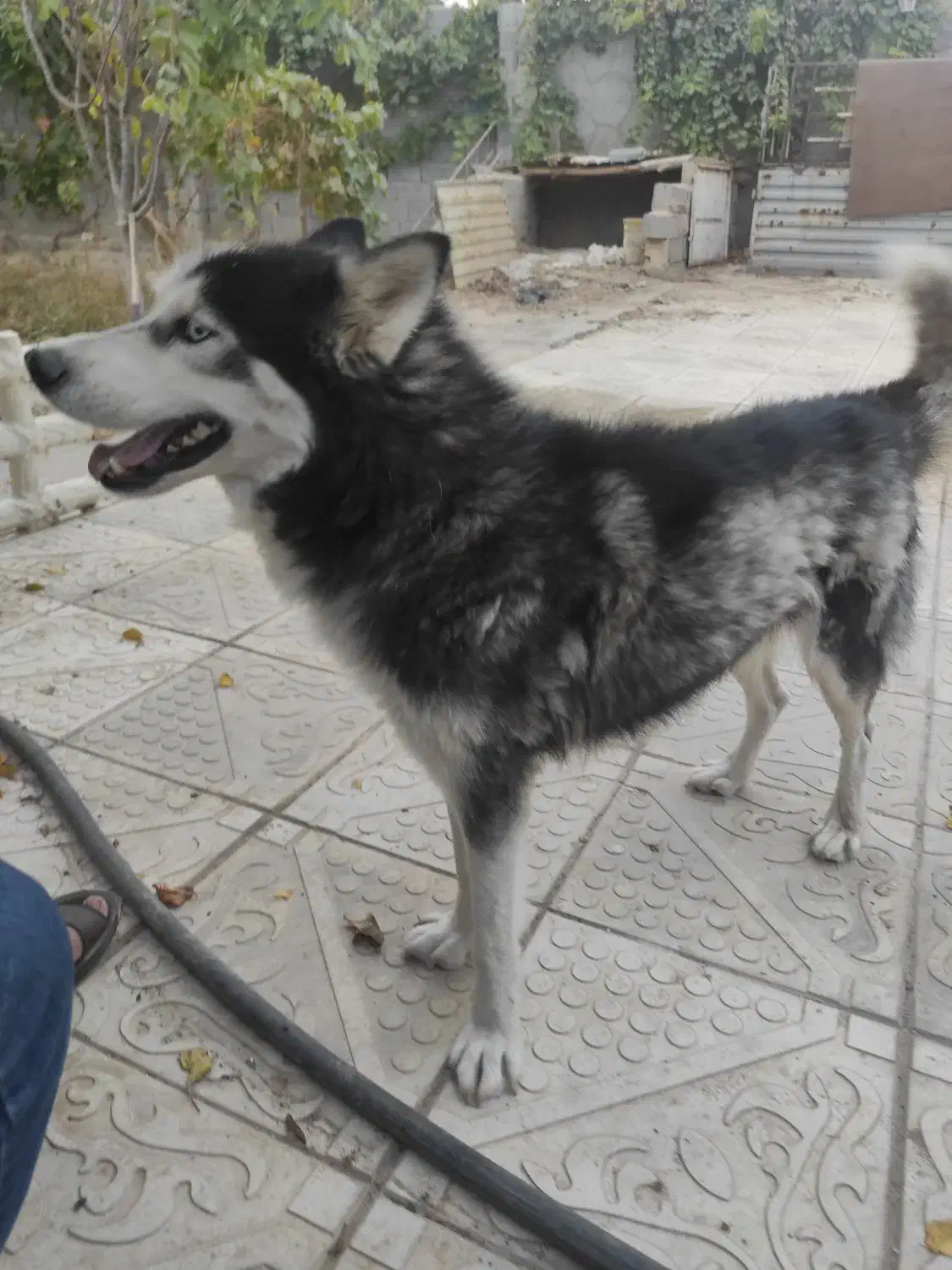 سگ هاسکی|سگ|بناب, |دیوار