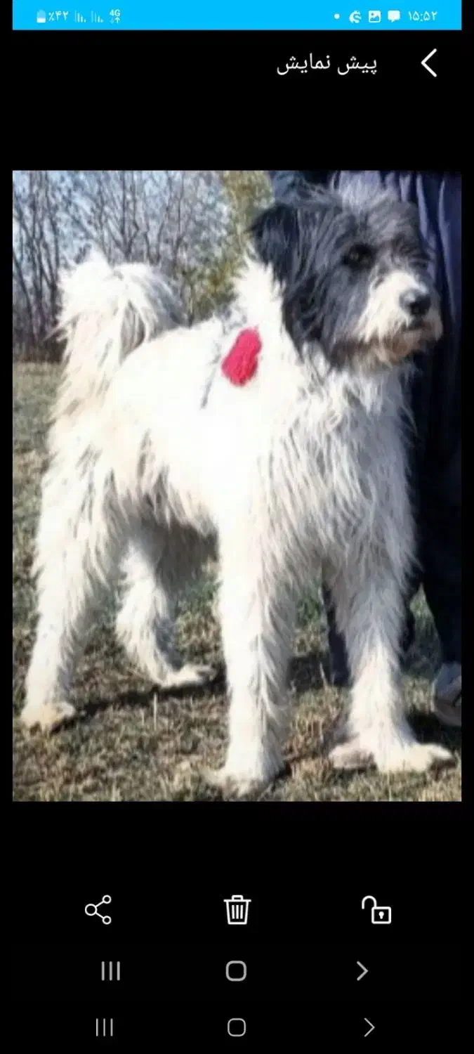 سگ فروشی|سگ|جونقان, |دیوار