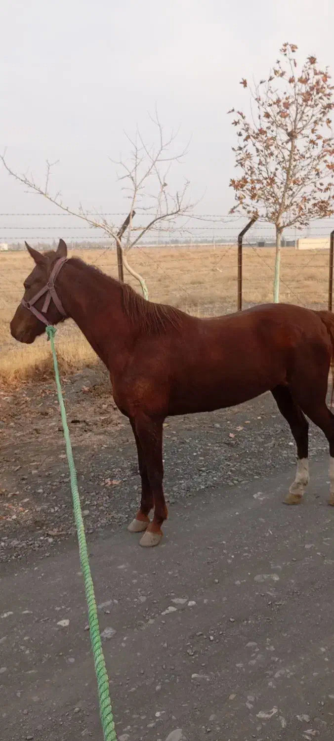 اسب مادیون 6ساله|اسب و تجهیزات اسبسواری|شاندیز, |دیوار