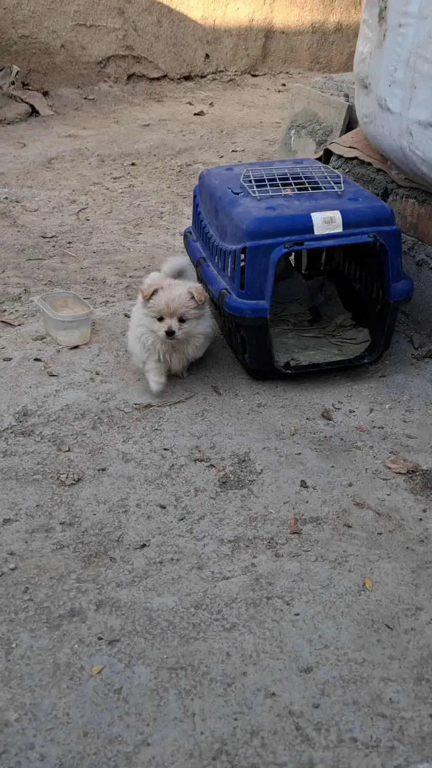 فروش توله پامر|سگ|شاهینشهر, برخوار غرب|دیوار