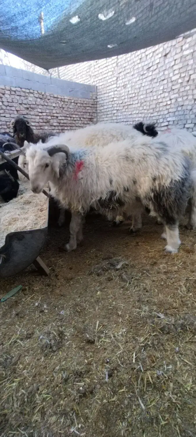 بره بومی محلی|حیوانات مزرعه|نیر (یزد), |دیوار