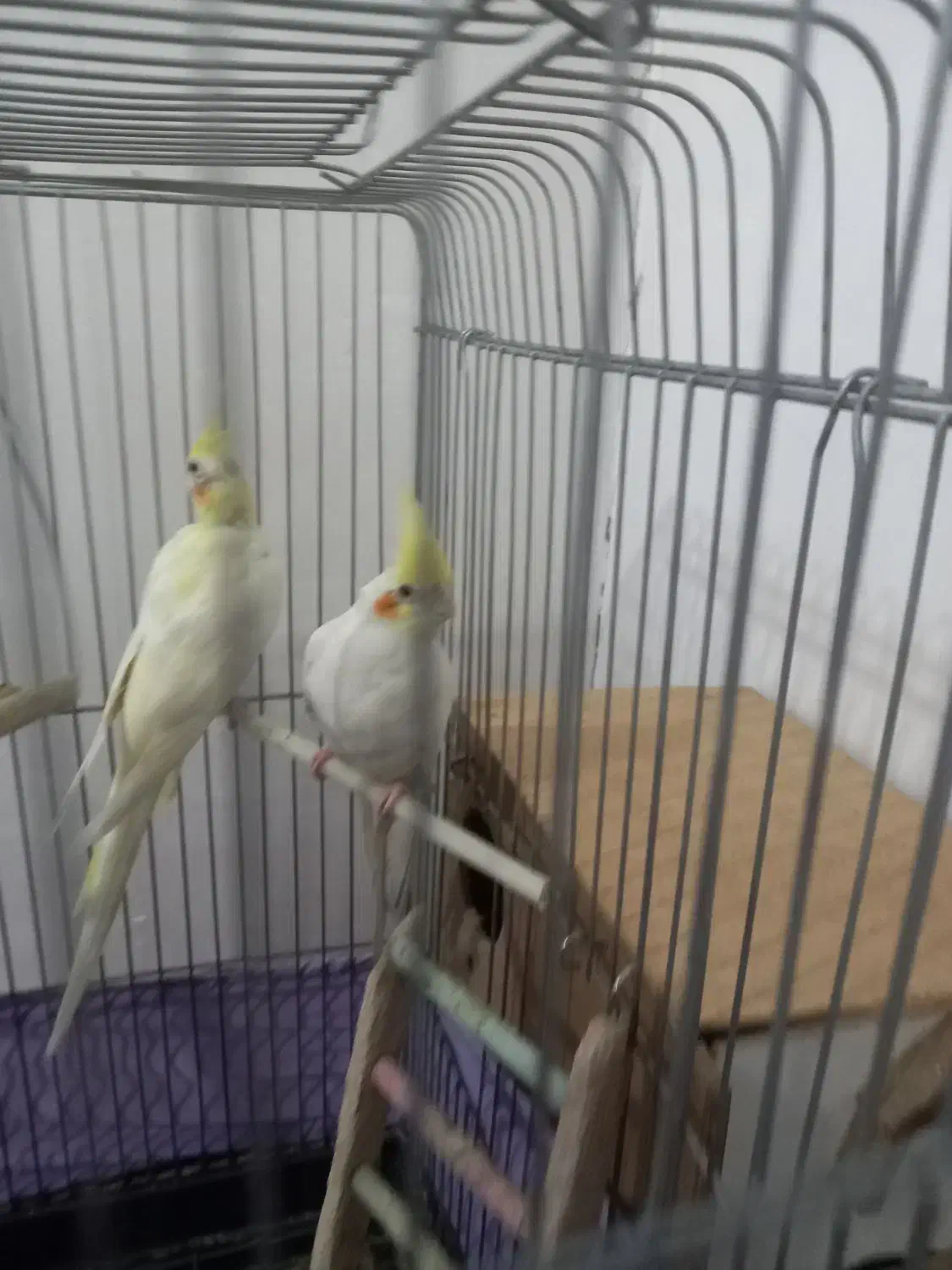 یک جفت عروس هلندی|پرنده|نسیم‌شهر, |دیوار