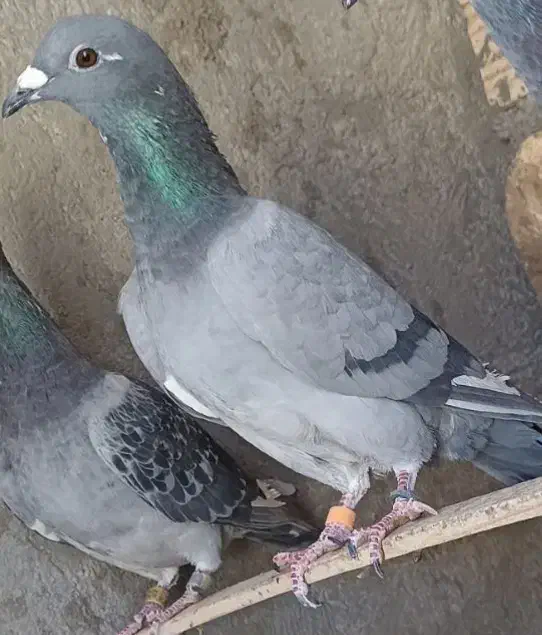 کفتر|پرنده|بیرجند, |دیوار