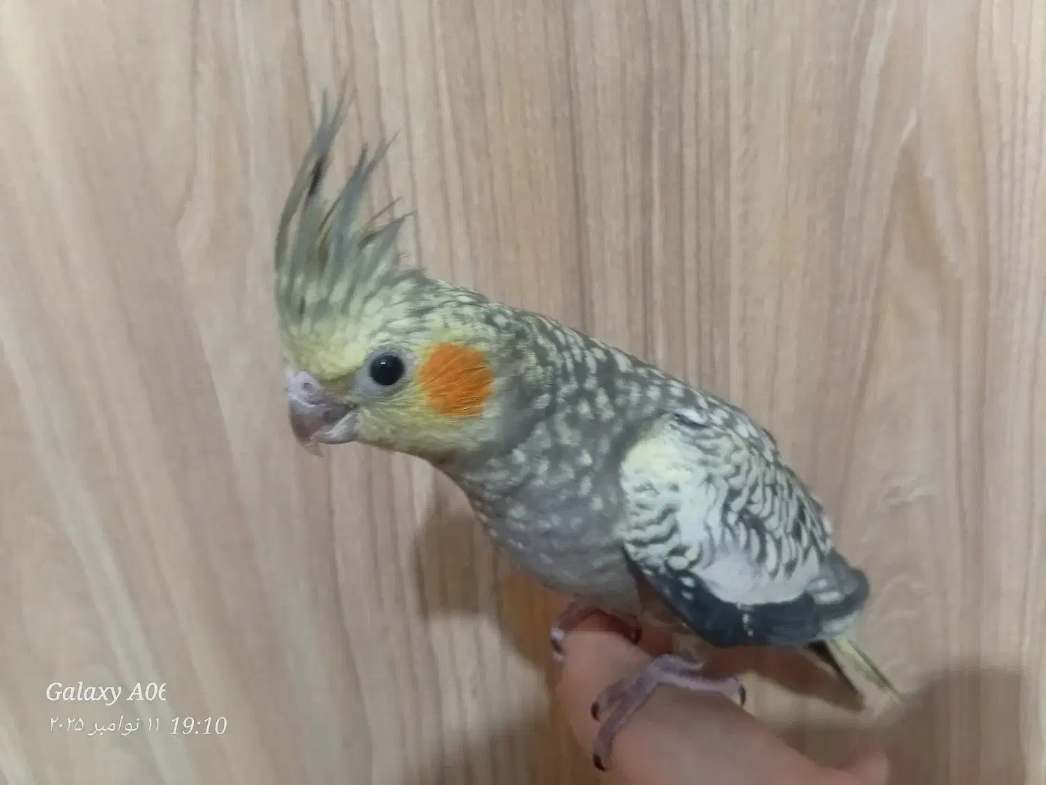 عروس هلندی|پرنده|خوانسار, |دیوار