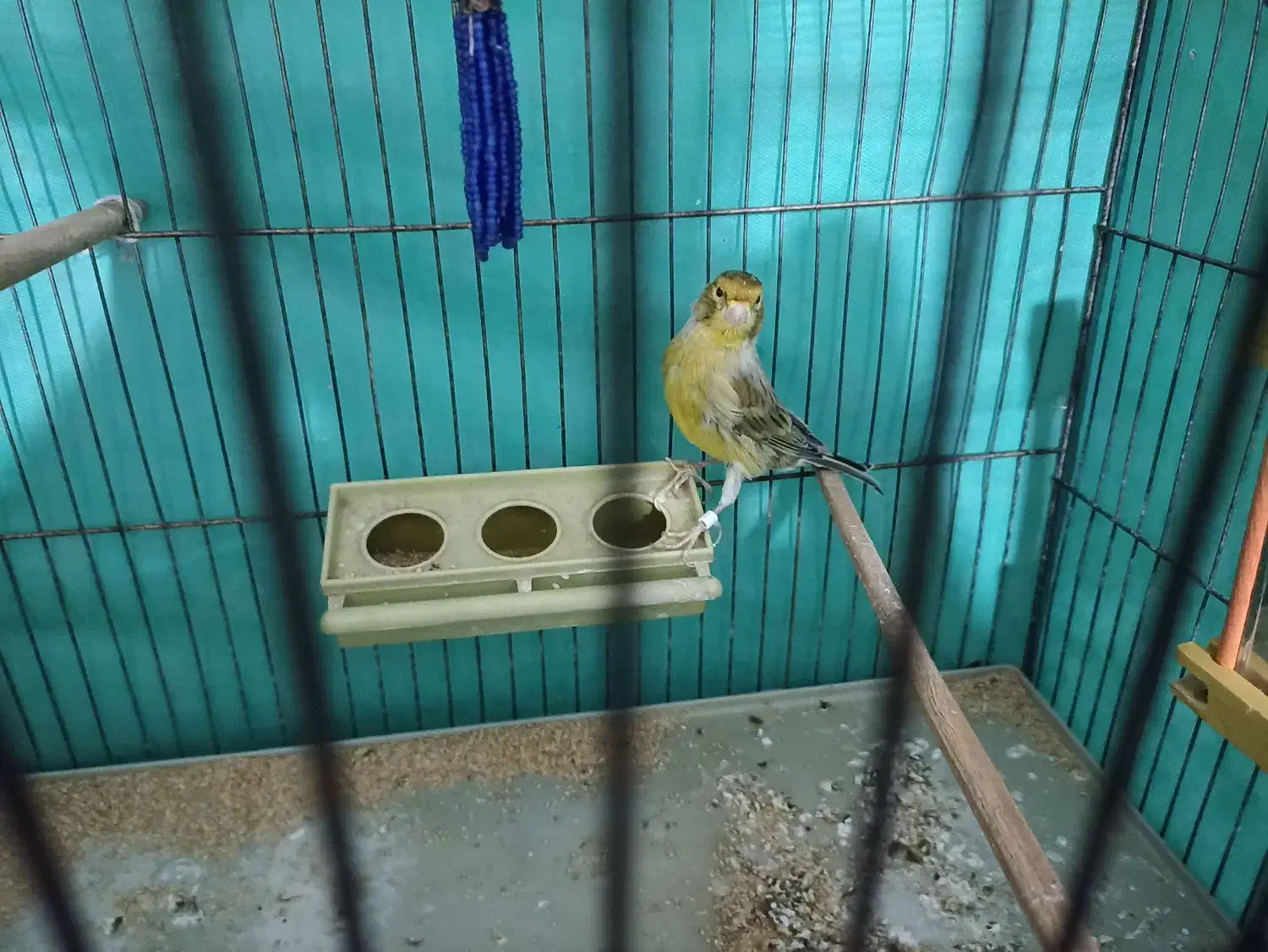 قناری نر|پرنده|همدان, |دیوار