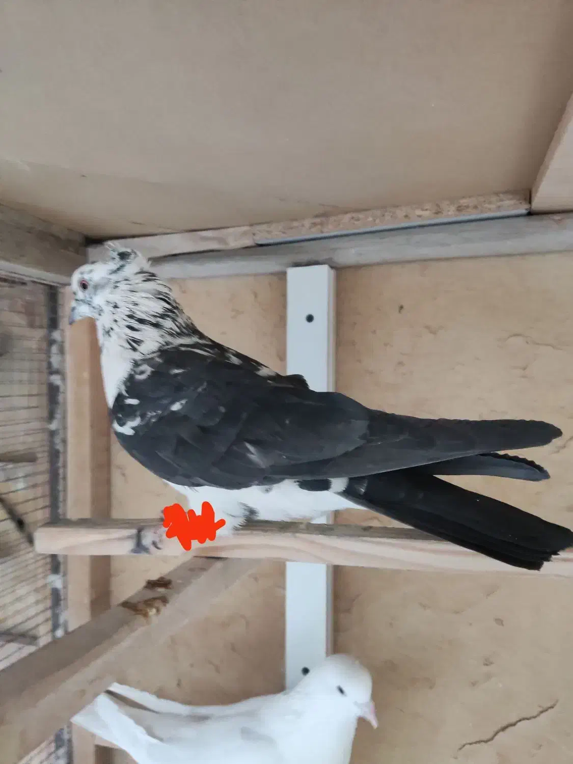 کبوتر|حیوانات|آباده, |دیوار