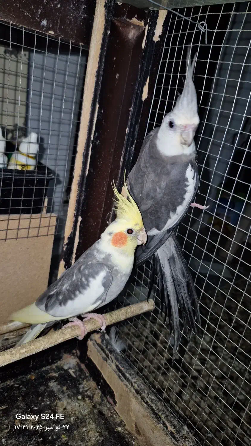 دو عدد عروس هلندی نر بالغ تظمینی و جوجه سرلاکی|پرنده|آزادشهر, |دیوار