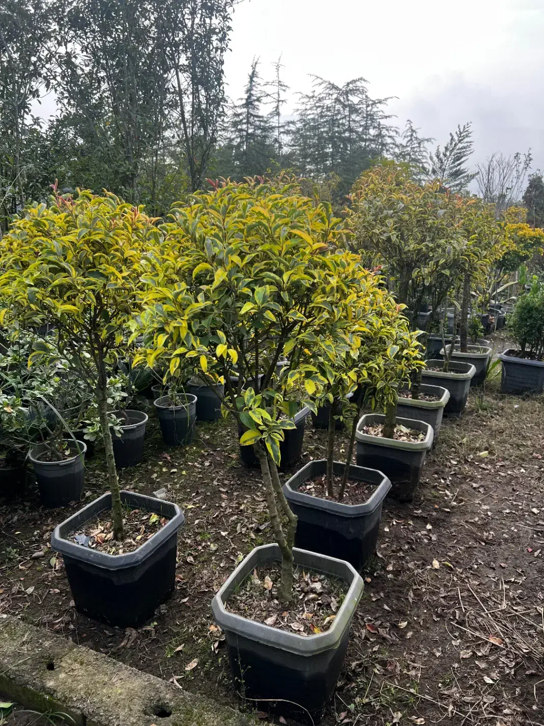 کاج سدروس ( گیاه یاس هلندی ، کامیس فضای سبز )|گل و گیاه طبیعی|سلمان‌شهر, |دیوار