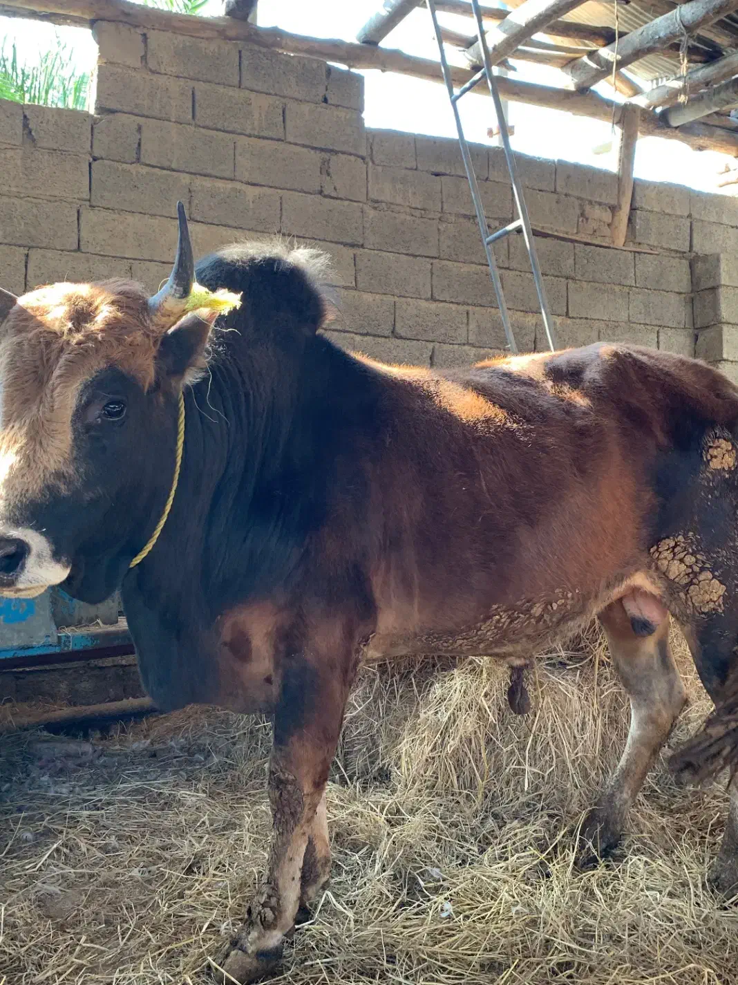 گوساله گاو نر سرشاخی|حیوانات مزرعه|گتاب, |دیوار
