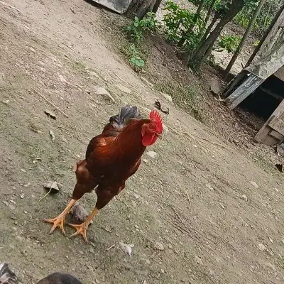 خروس|حیوانات مزرعه|لاهیجان, بوجایه|دیوار