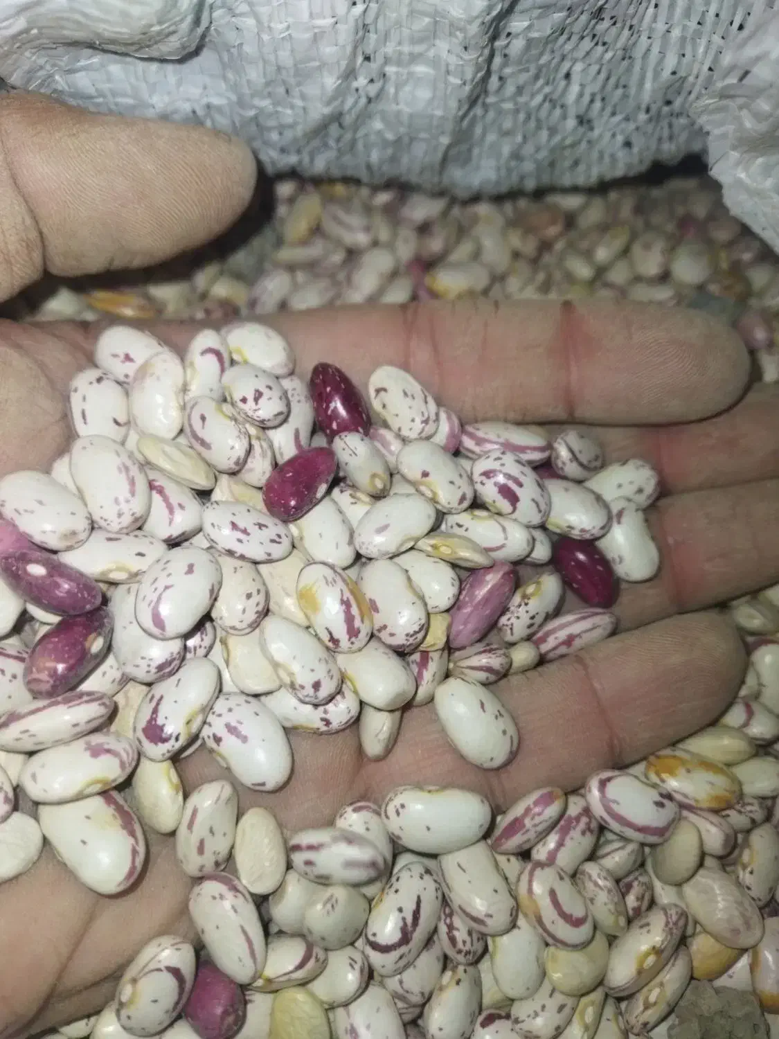 لوبیا چیتی  370 چینی و قاطی پاتی نیست|حراج|قم, شهرک قدس|دیوار