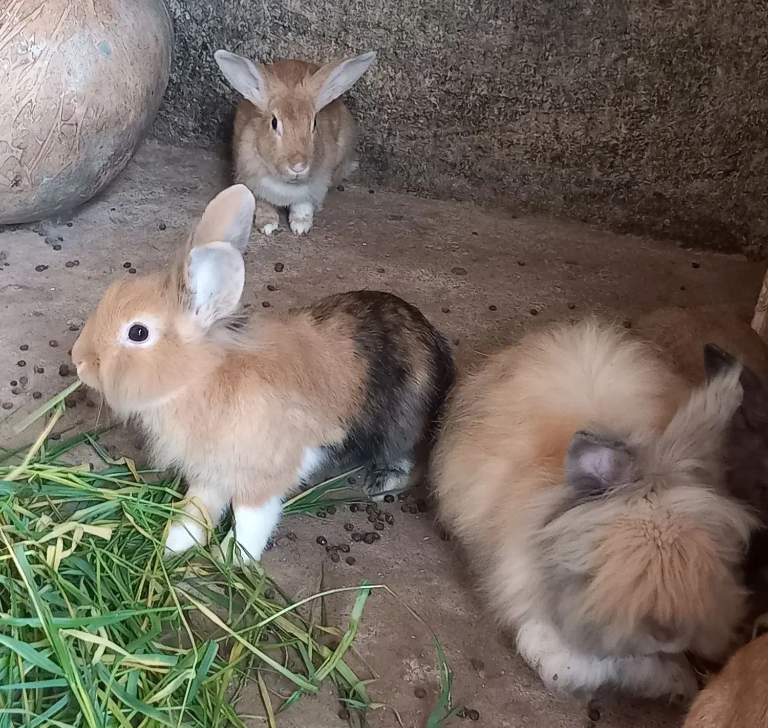 فروش انواع خرگوش ها|موش و خرگوش|لنگرود, |دیوار