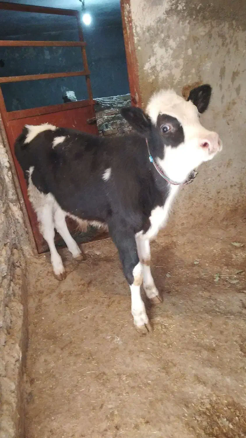 کاوه دورگه|حیوانات مزرعه|جوانرود, |دیوار