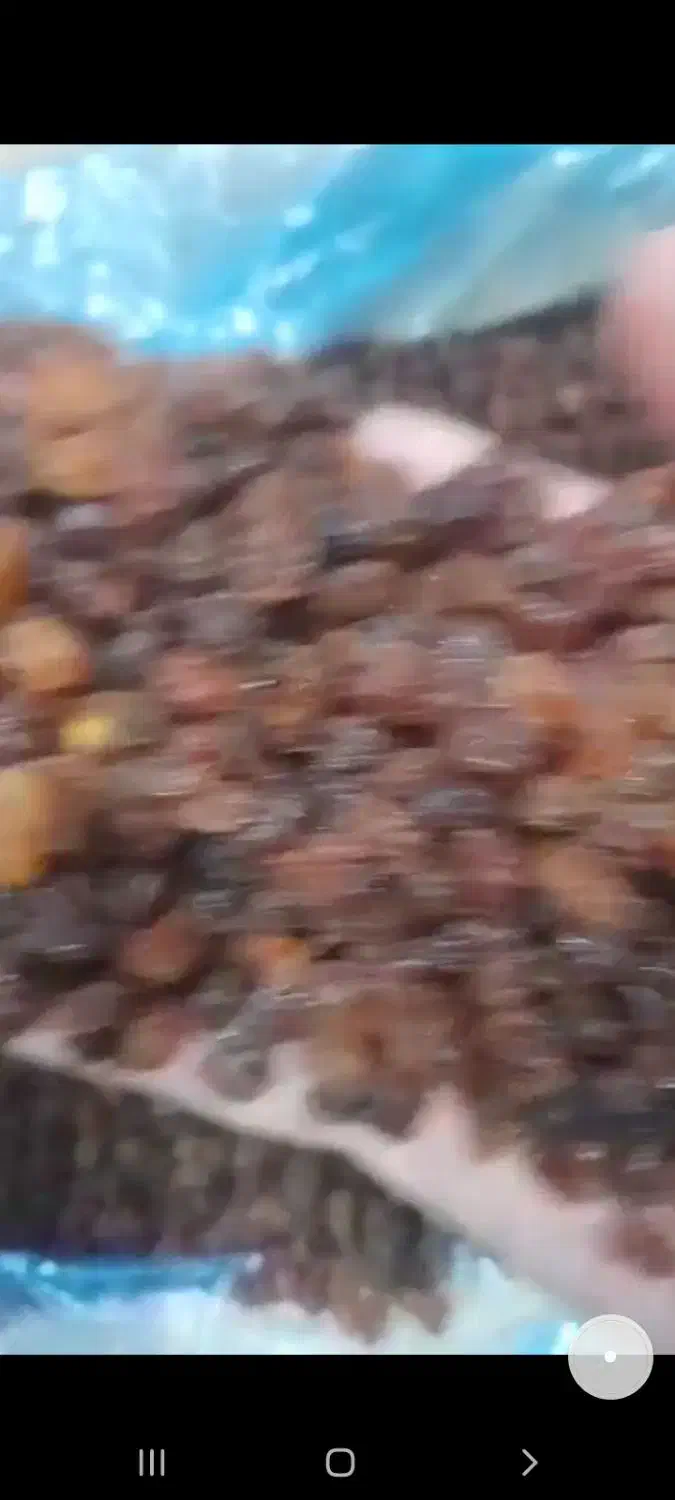 کشمش ویژه نان فانتزی وشیرینی پزا|خوردنی و آشامیدنی|اهواز, کیان اباد|دیوار