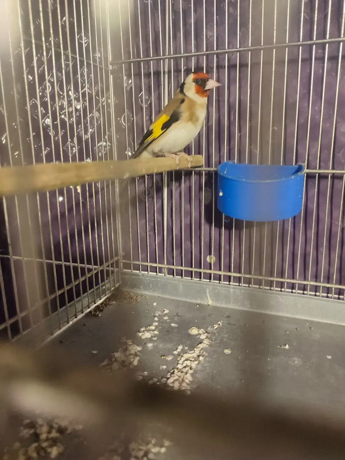 سیره قیره سه ساله خوش صدا تازه تخت|پرنده|سقز, |دیوار