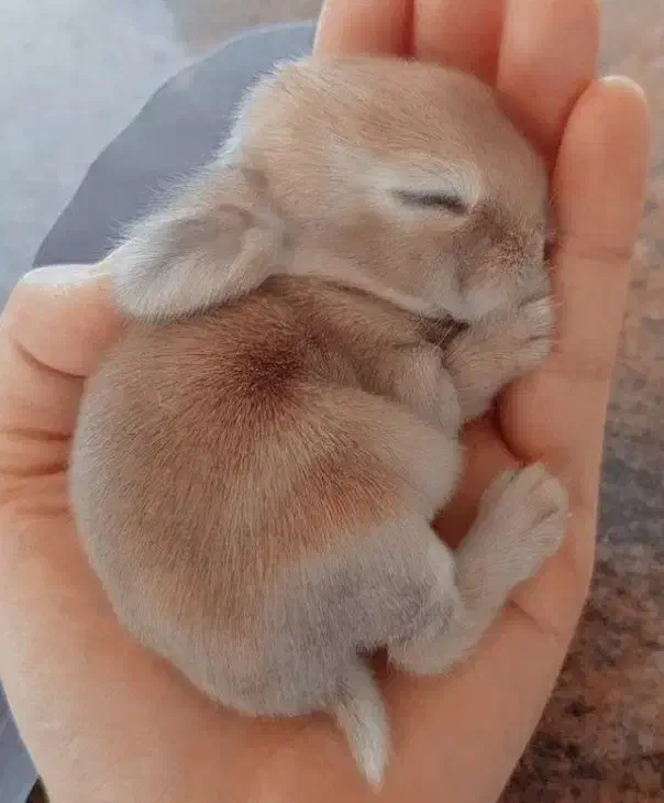 خرگوش|موش و خرگوش|ساری, |دیوار