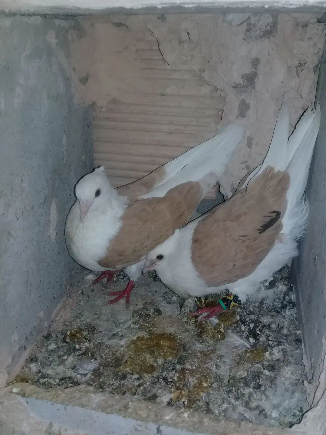 کبوتر پشتی|پرنده|سبزوار, ایزی شهر|دیوار