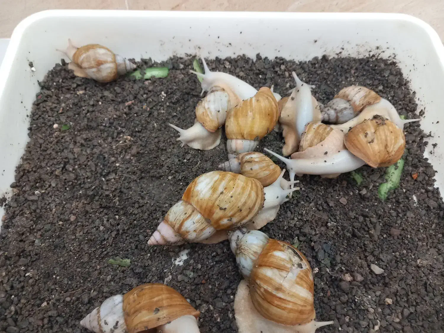 ۱۰ عدد حلزون|خزنده|سبزوار, پیروزی|دیوار