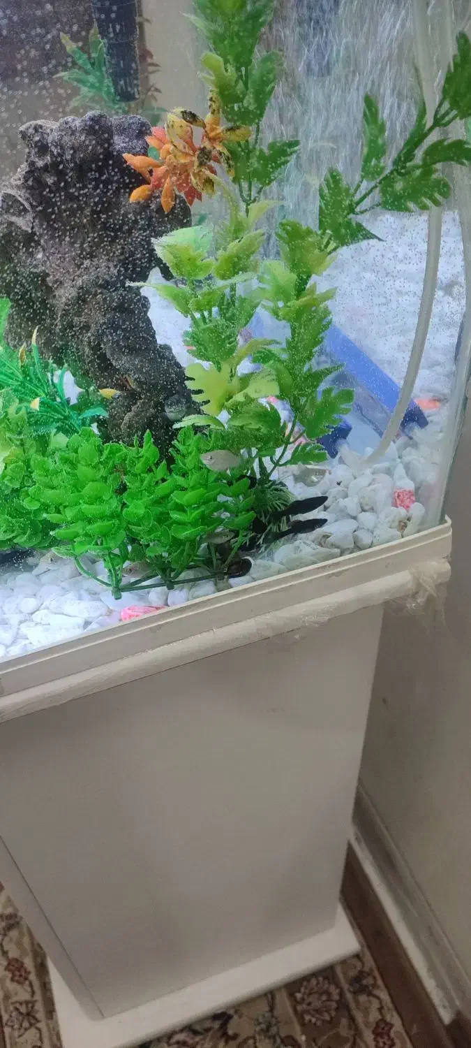 آکواریوم نو سالم|ماهی|خمینی‌شهر, |دیوار