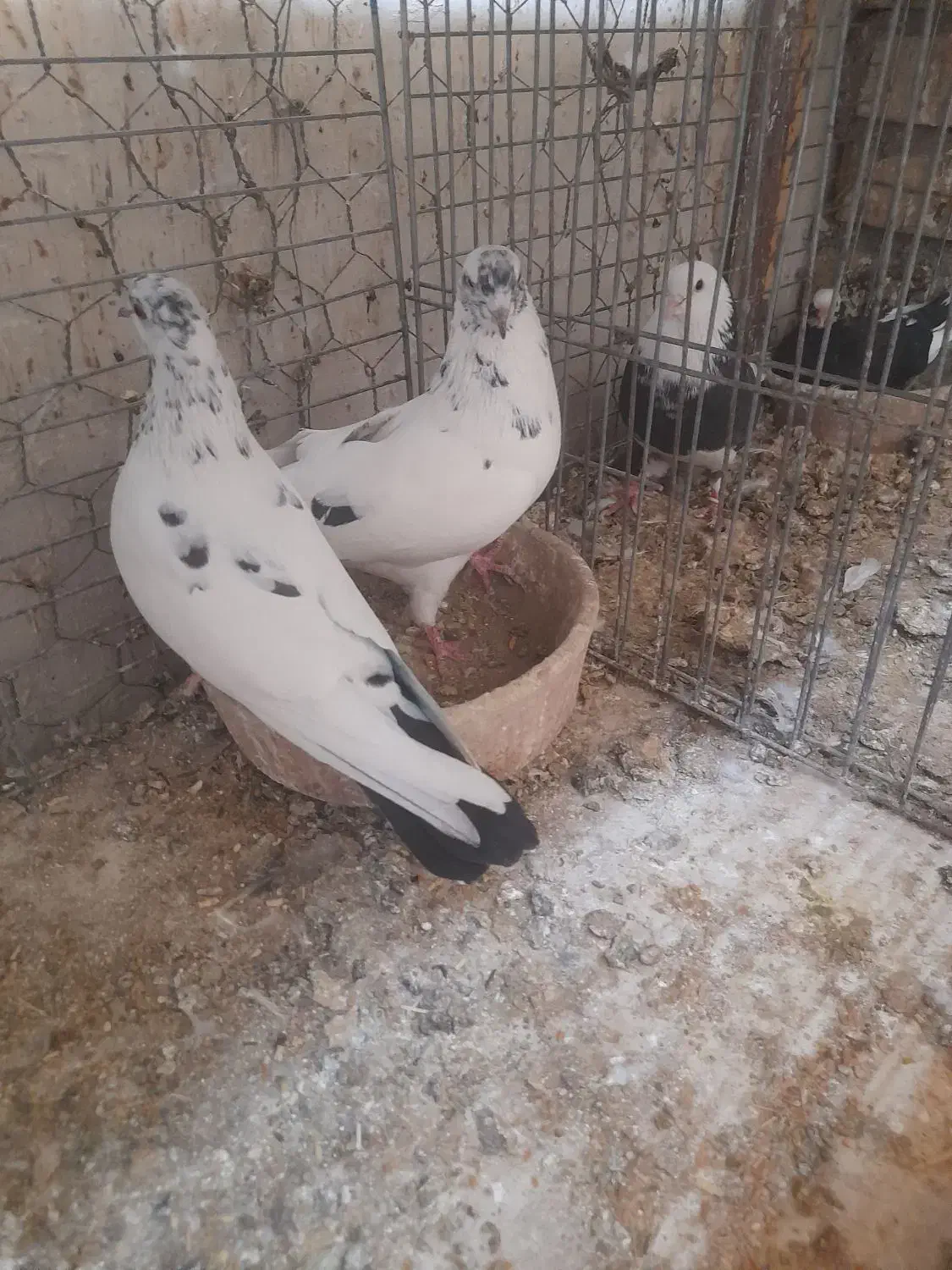 کبوتر|پرنده|کاشان, گبرها|دیوار