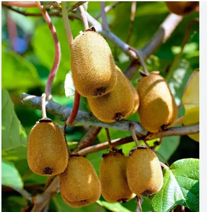 کیوی|خدمات باغبانی و درختکاری|لولمان, |دیوار