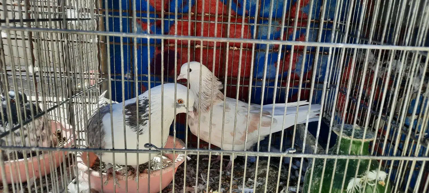 گنجه بری حیون پرشی|پرنده|گلستان (تهران), |دیوار