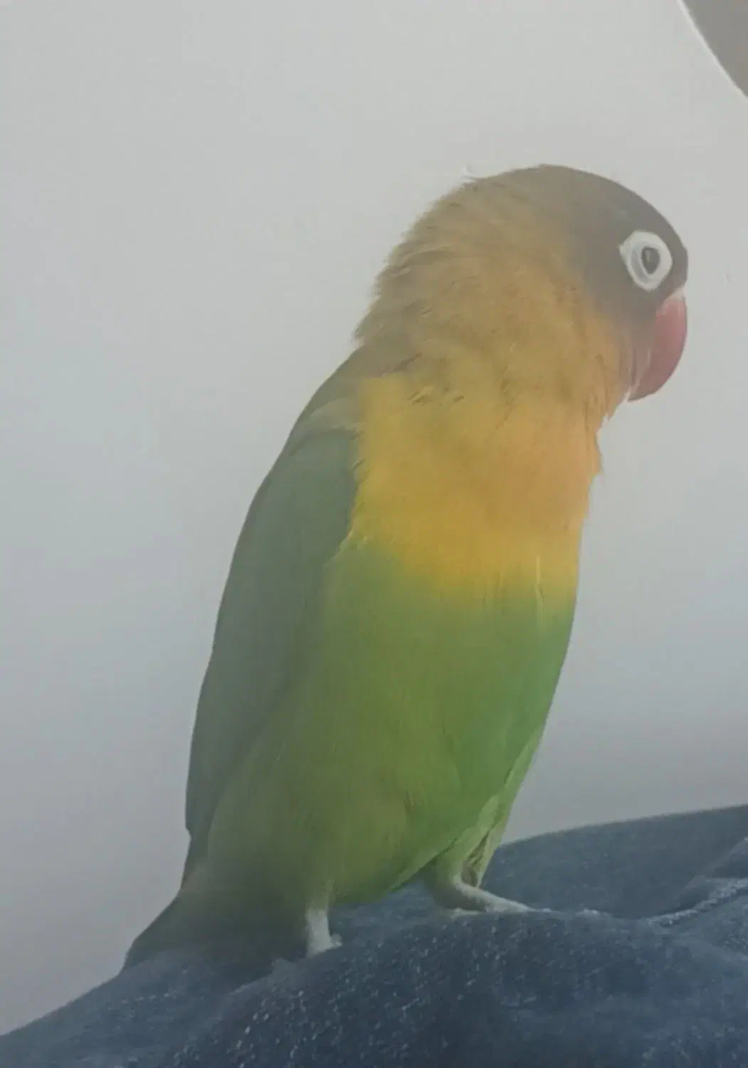 گمشده|حیوانات|نورآباد, |دیوار