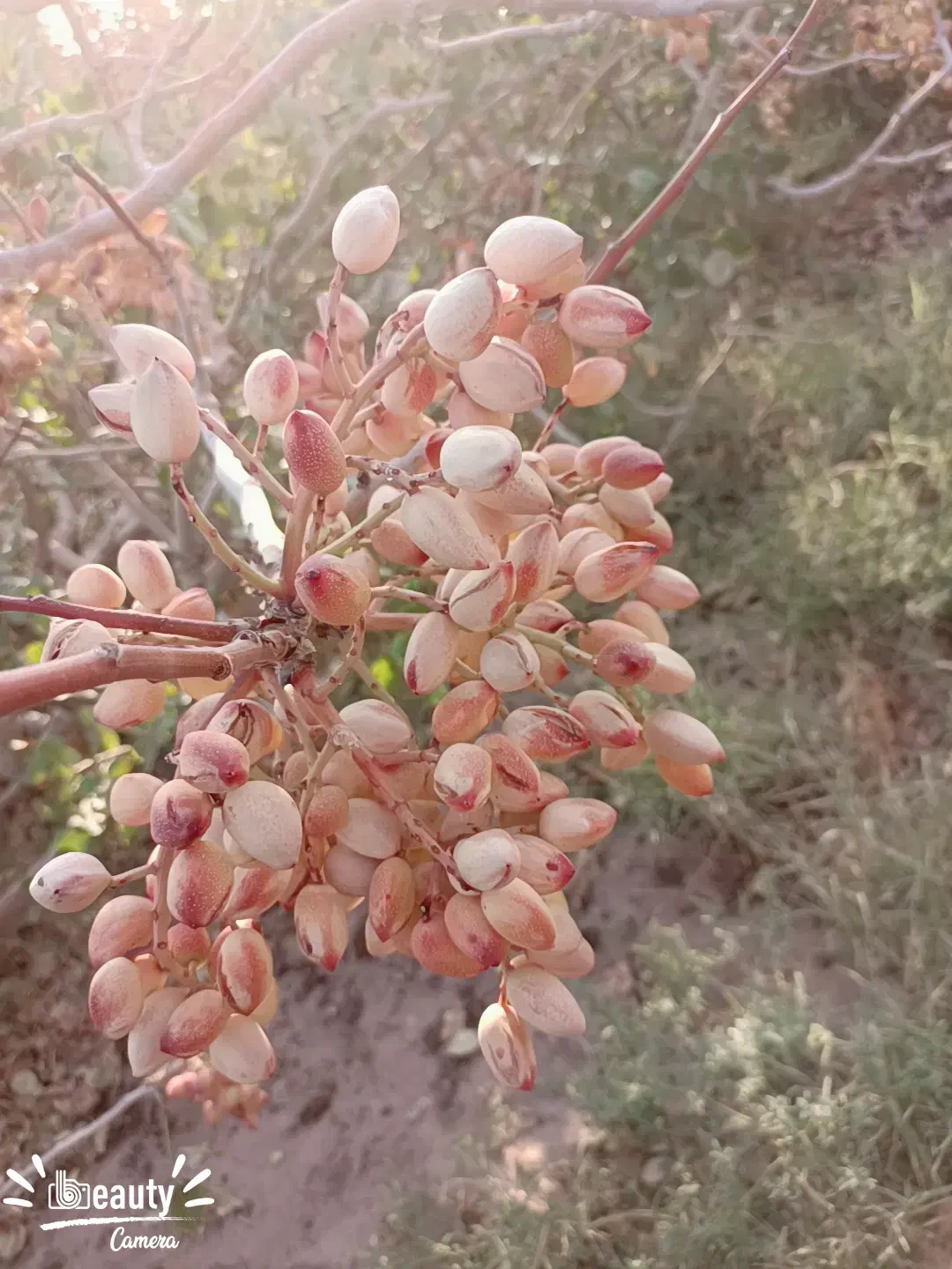 پسته رفسنجان|خوردنی و آشامیدنی|شیراز, زیباشهر|دیوار