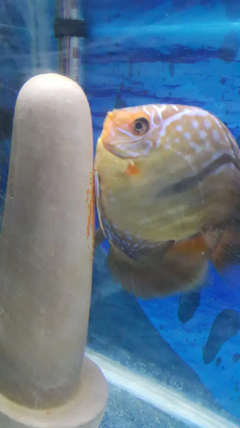 ماهی ایکارد جفت|ماهی|کرمانشاه, |دیوار