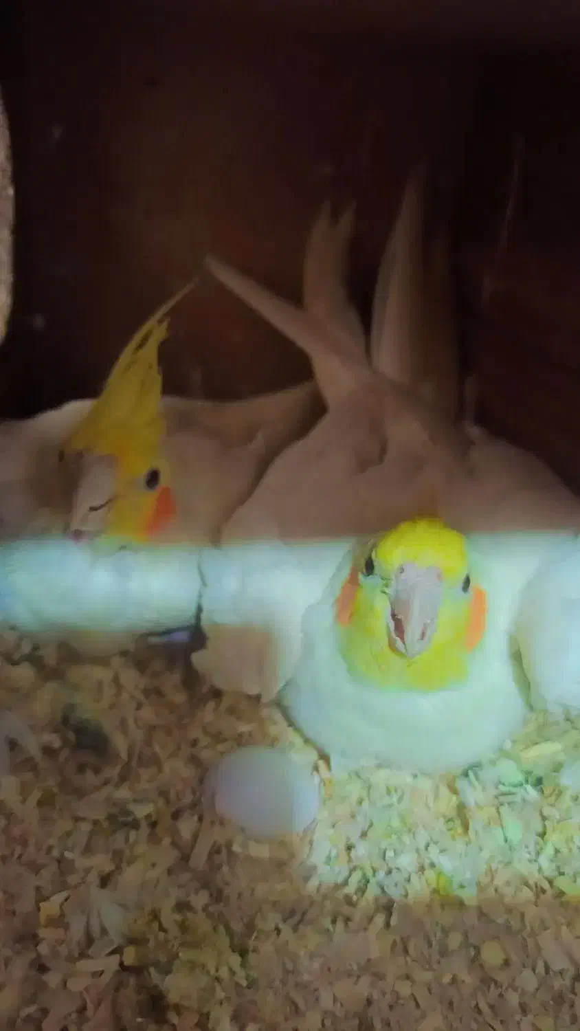 عروس هلندی لوتینو مولد با تخم|پرنده|مشهد, قائم|دیوار