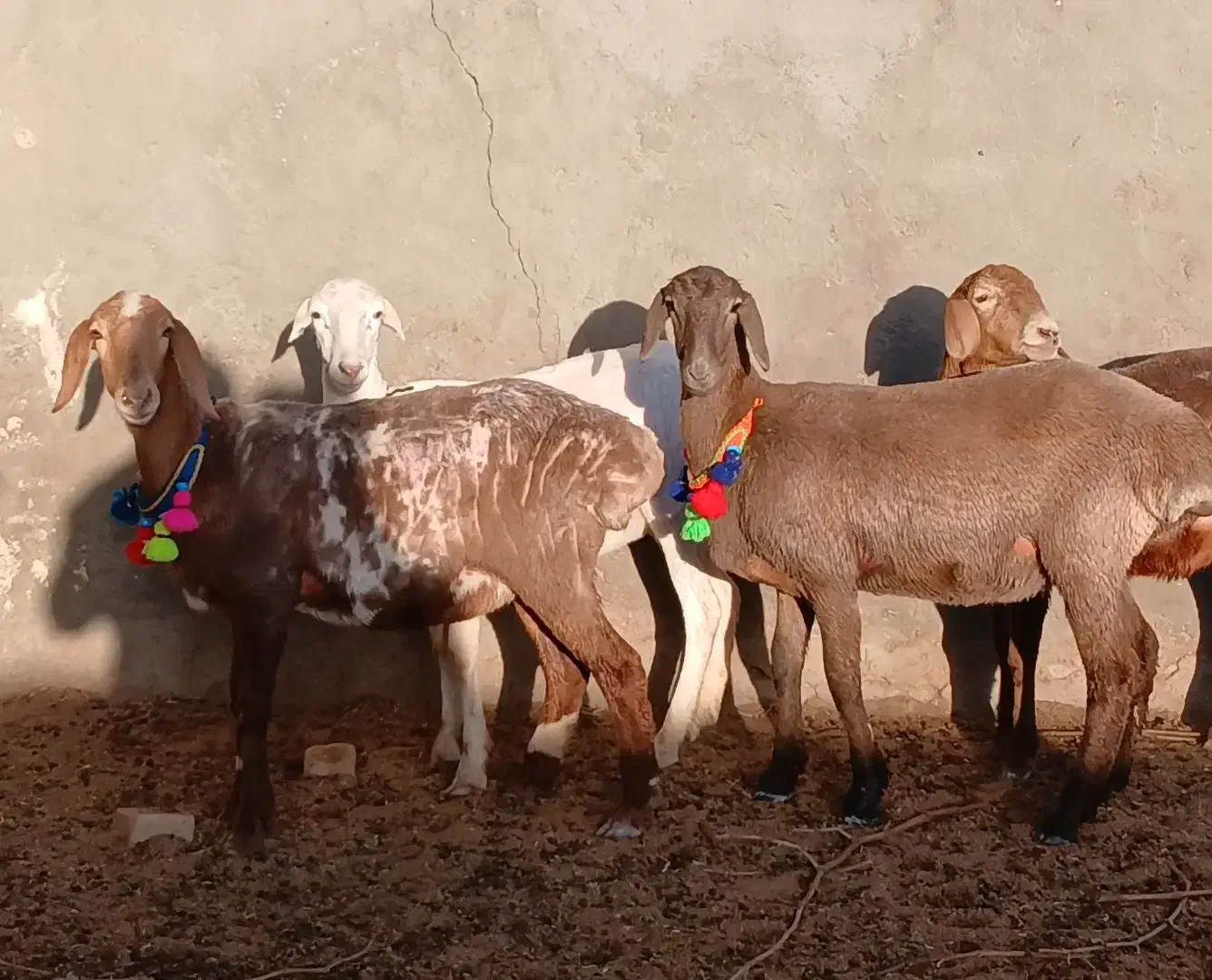 بره ماده چینی|حیوانات مزرعه|کاشمر, |دیوار