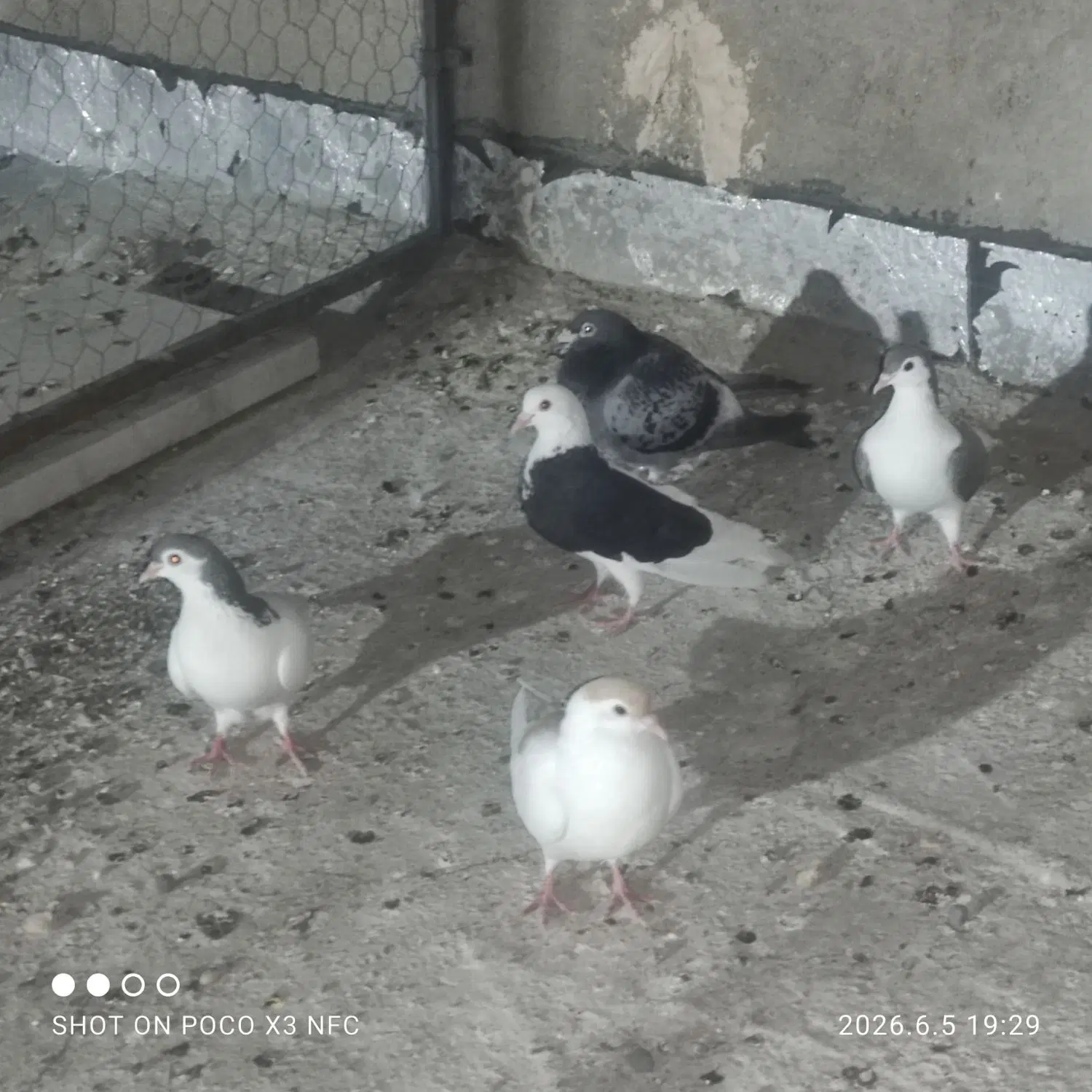 کفتر|پرنده|قائن, |دیوار