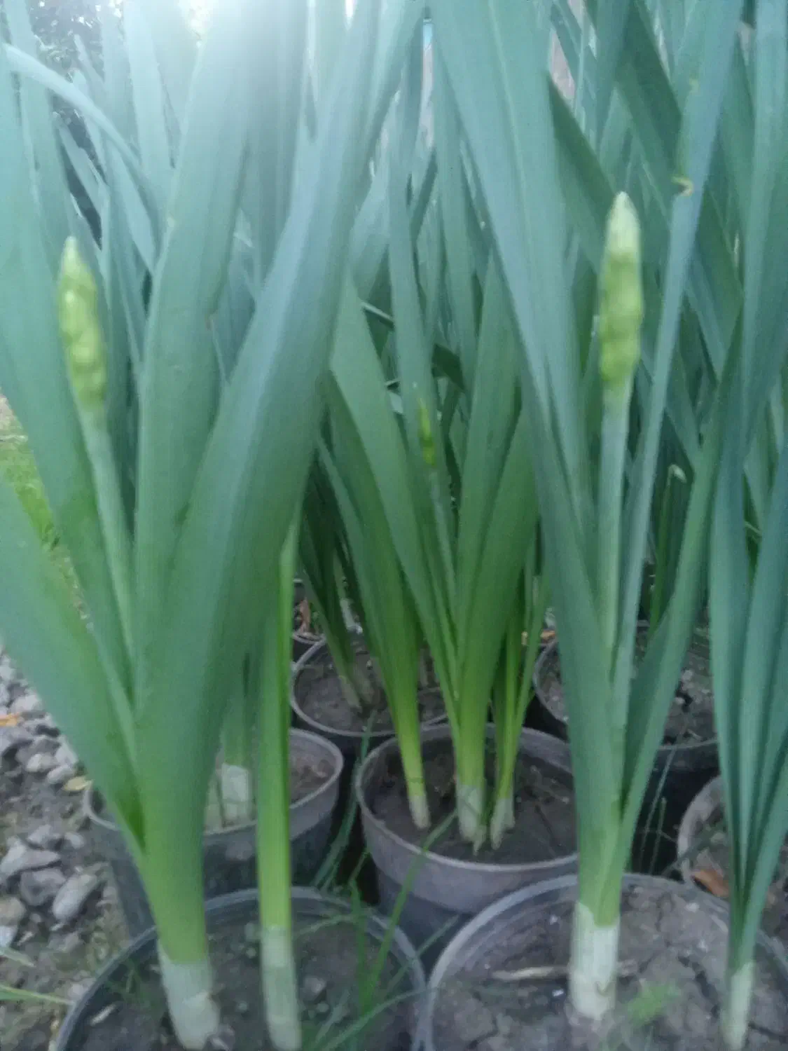 سبزی شوید|خوردنی و آشامیدنی|فاضل آباد, |دیوار