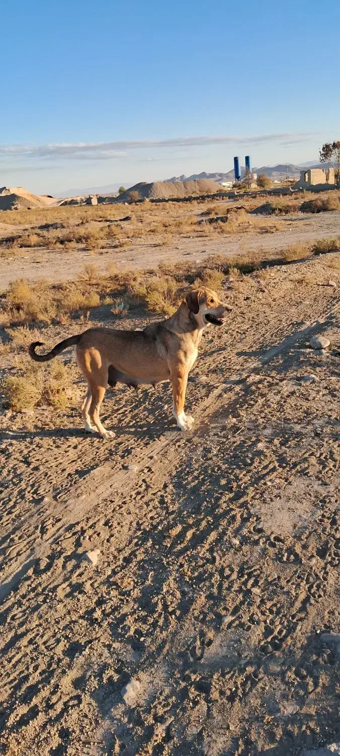 سگ سرابی|سگ|شیروان (خراسان), |دیوار