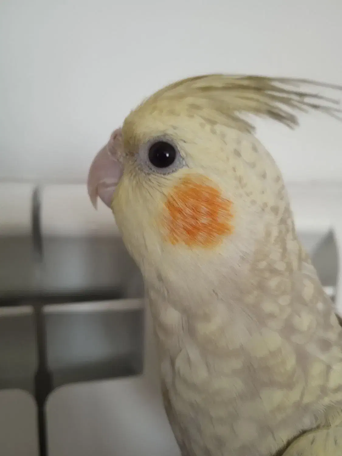 عروس هلندی گم شده ( مژدگانی )|حیوانات|گلپایگان, |دیوار