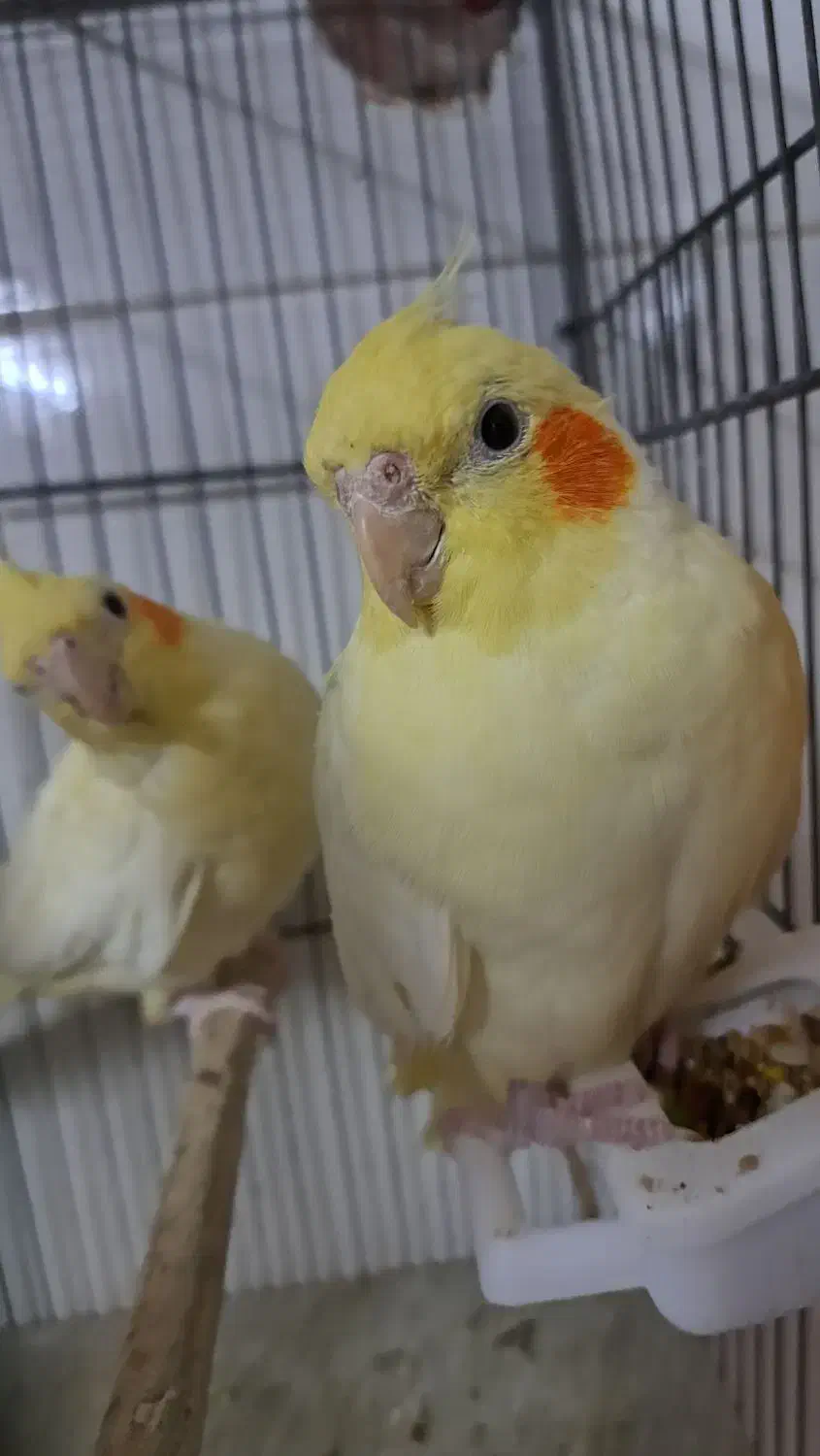 فروش فوری عروس هلندی بالغ|پرنده|قم, شاه سید علی|دیوار