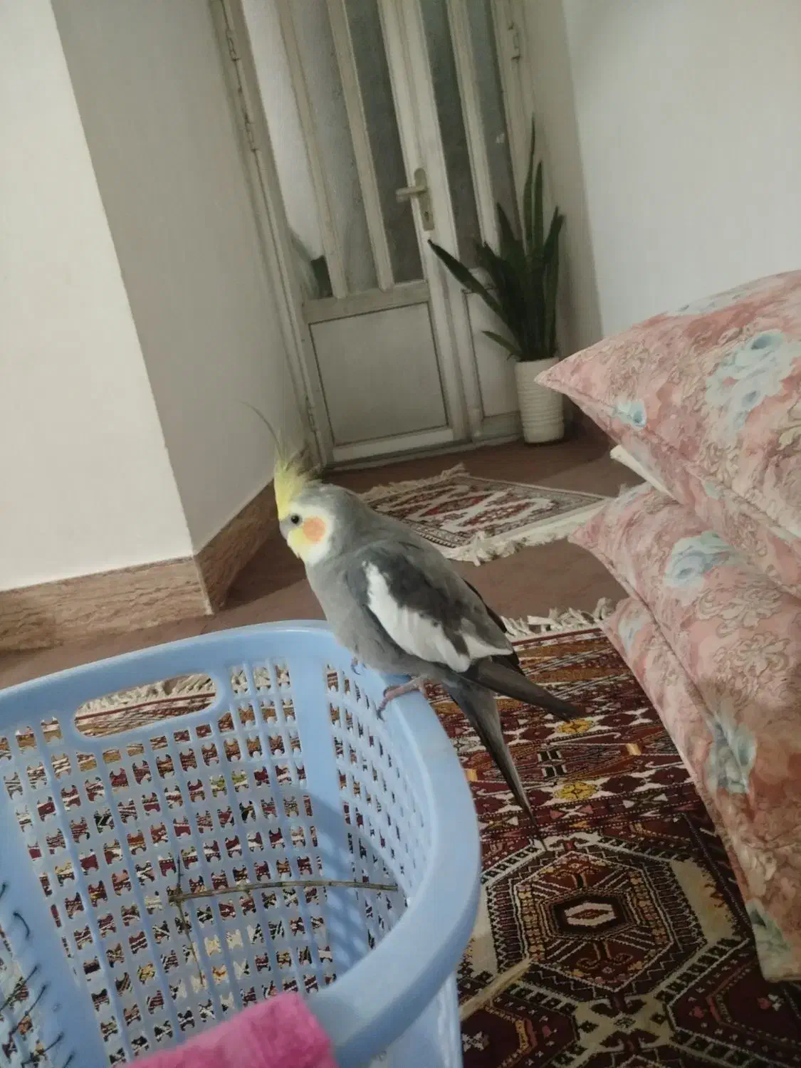 عروس هلندی|پرنده|کلاله, |دیوار