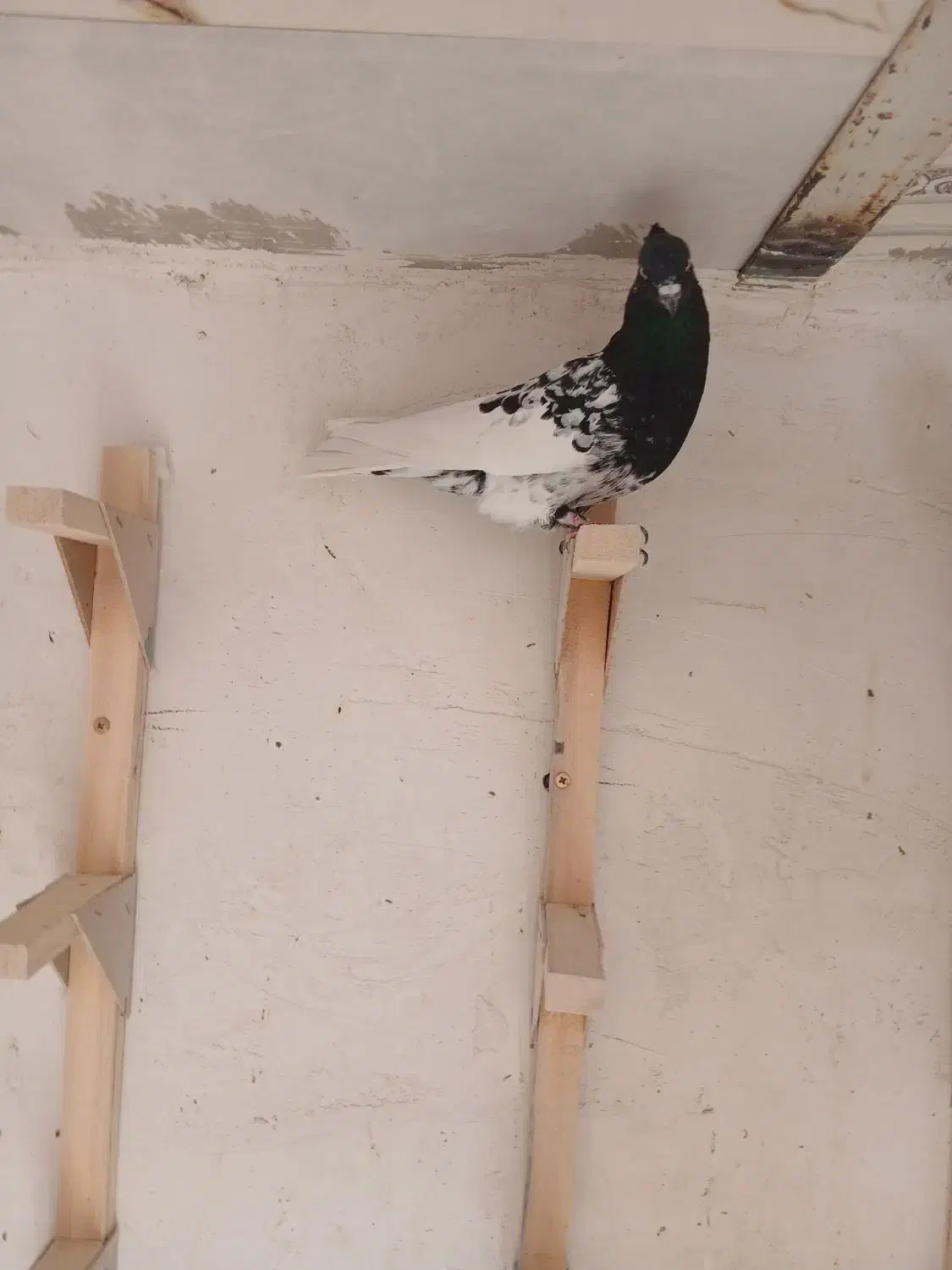 کله سیاه جوون|پرنده|شیراز, شهرک فرزانگان|دیوار