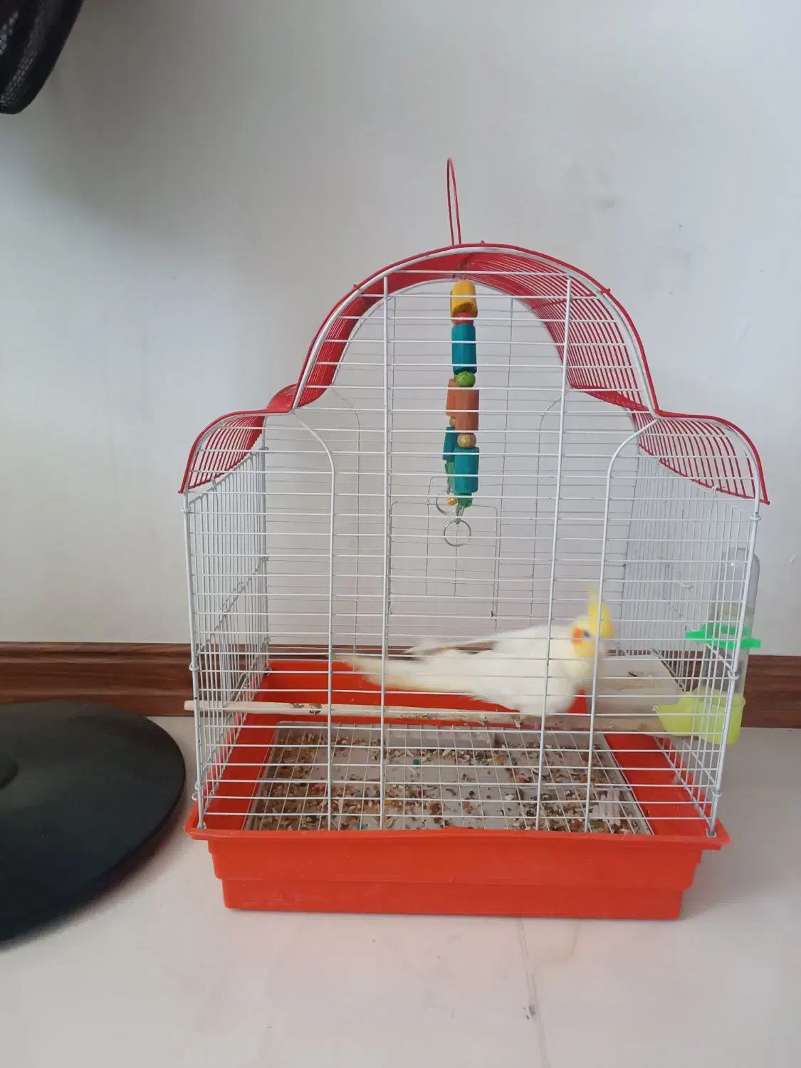 عروس هلندی نر بالغ|پرنده|آزادشهر, |دیوار