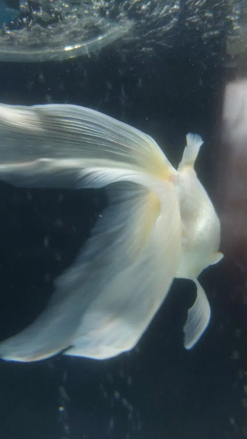 ماهی رد کاپ|ماهی|مرند, |دیوار