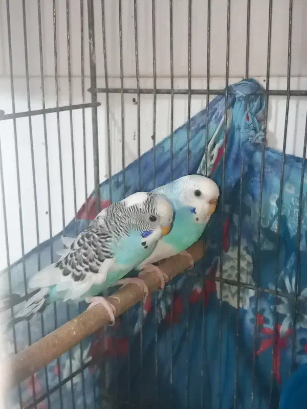 مرغ عشق مولد|پرنده|قم, حاج زینل|دیوار