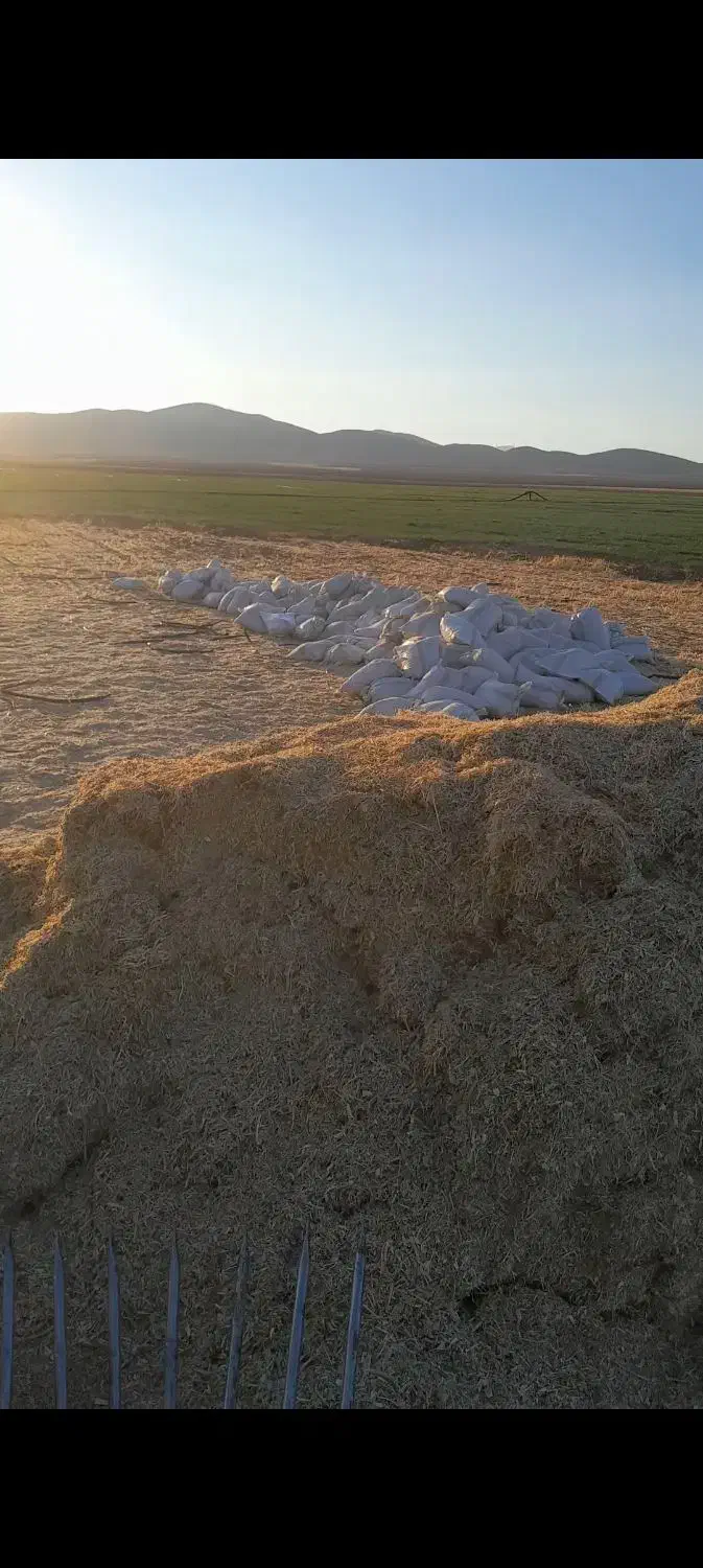 خریدارکاه لوبیا گندم باپرداخت بیانه هستم|خدمات باغبانی و درختکاری|شازند, |دیوار