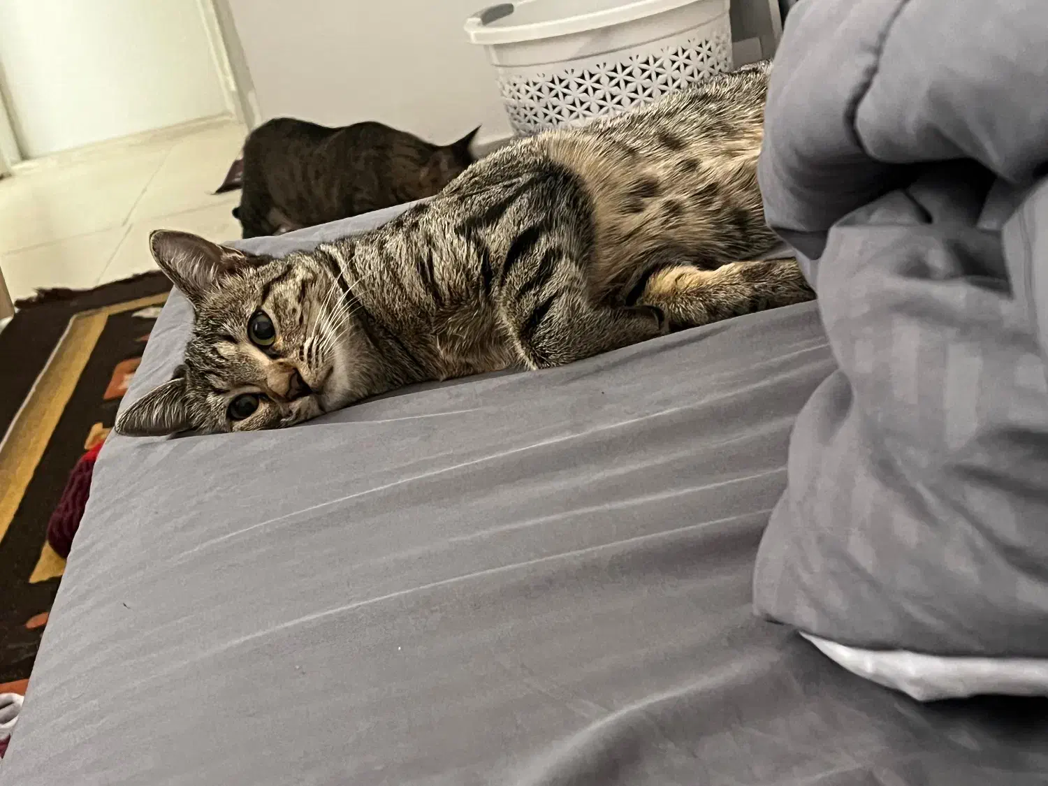 سرپرستی گربه|گربه|محمدیه-قزوین, |دیوار