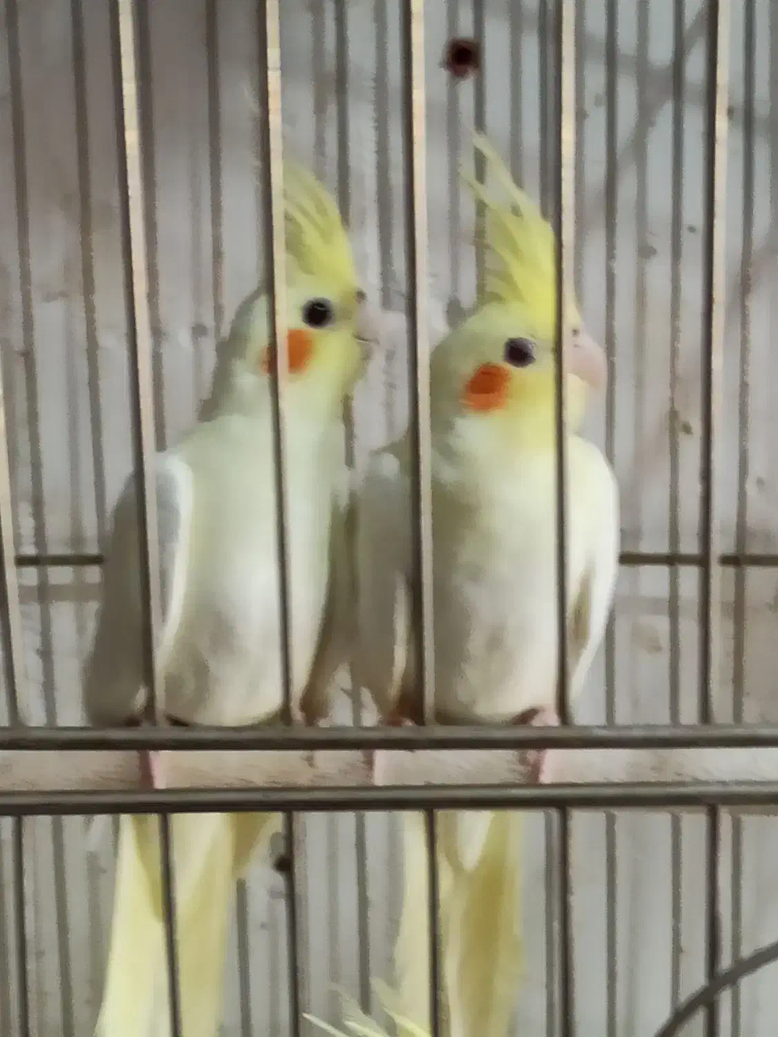 عروس مولد کار داده|پرنده|آران و بیدگل, |دیوار