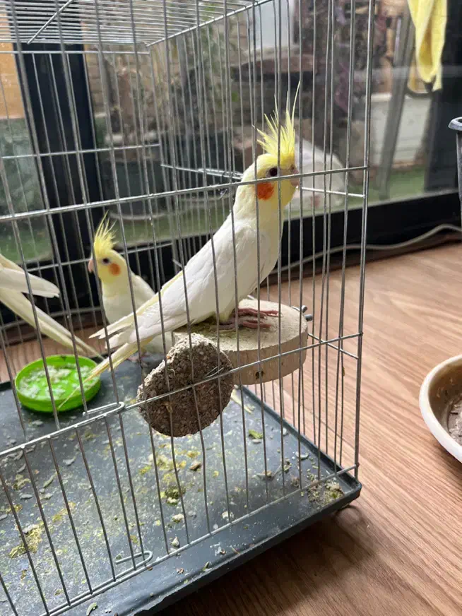 ۳ عدد عروس هلندی لوتینو|پرنده|اصفهان, خواجو|دیوار