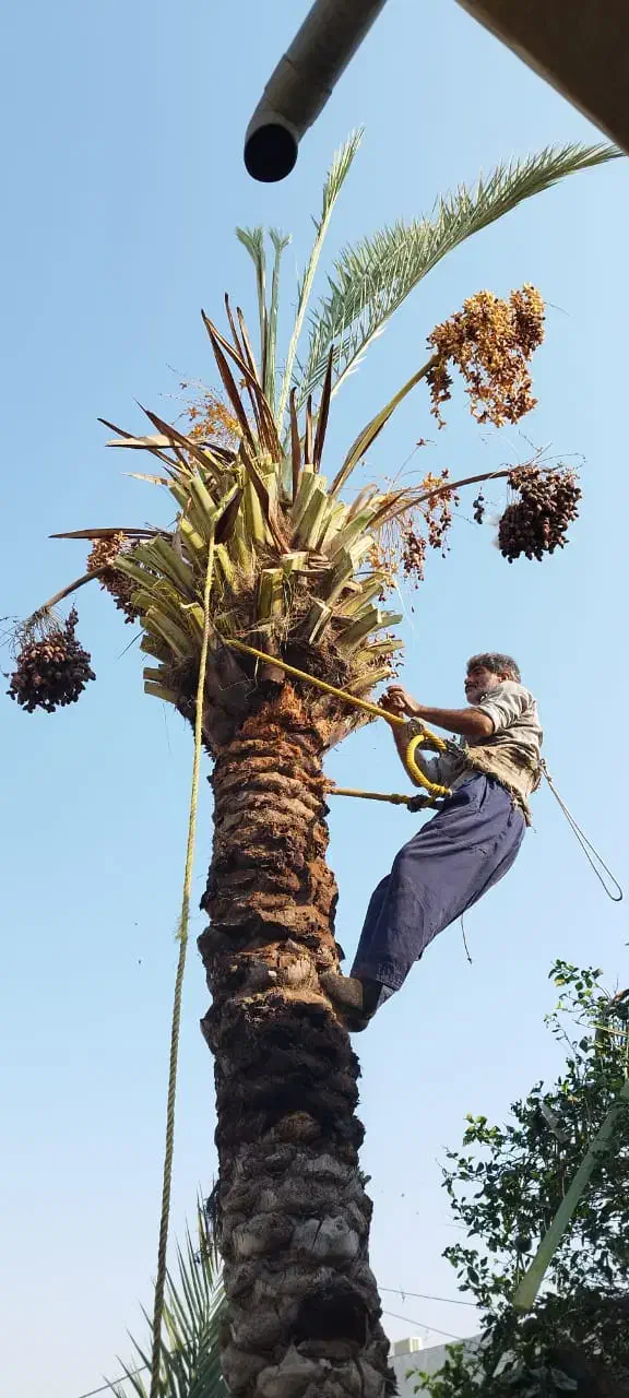 قطع نخل با اره بنزینی ،،زارعی،،|خدمات باغبانی و درختکاری|بوشهر, |دیوار