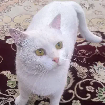 گربه خانگی dsh|گربه|نی‌ریز, |دیوار